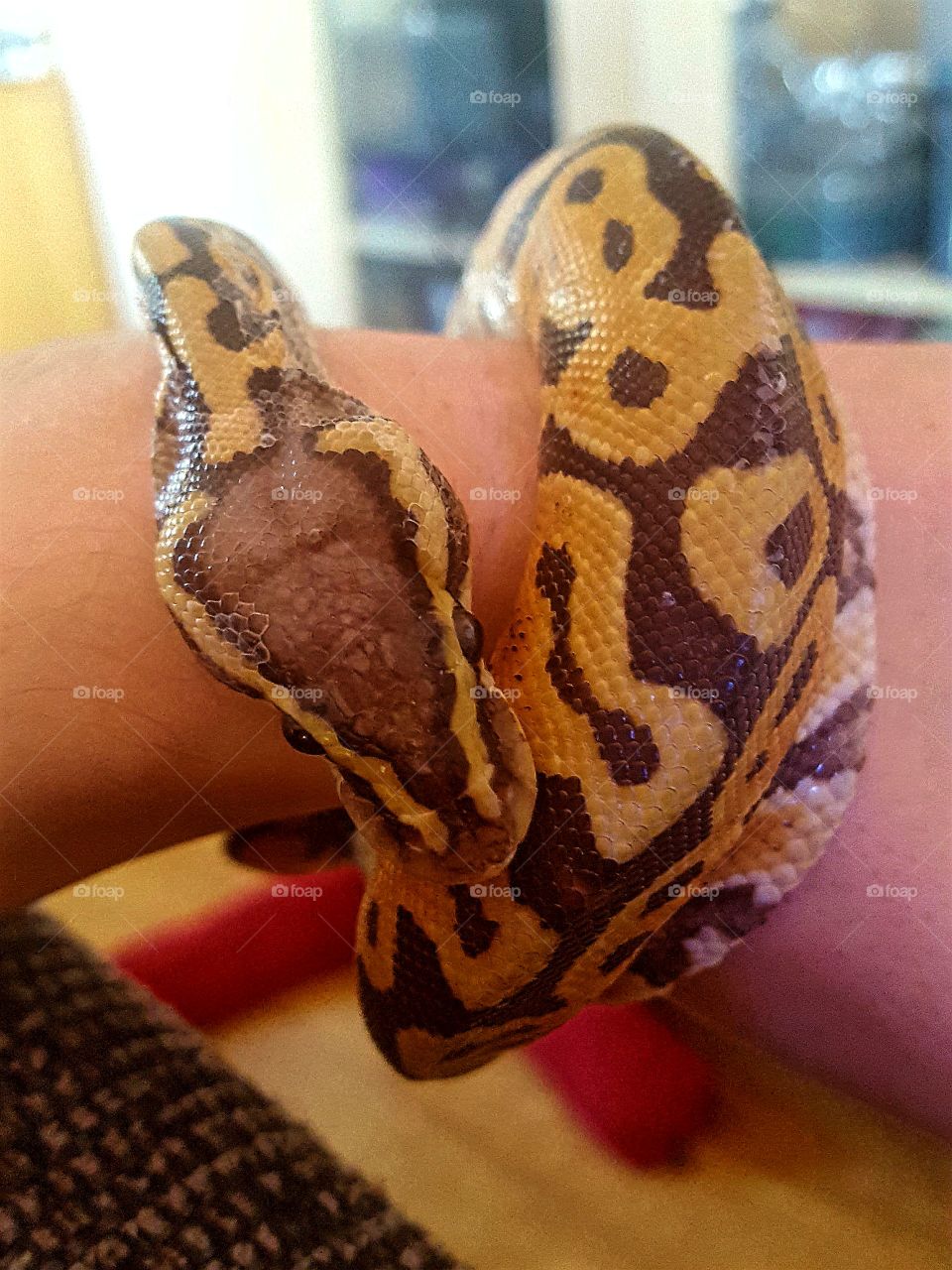 pastel orange ghost python