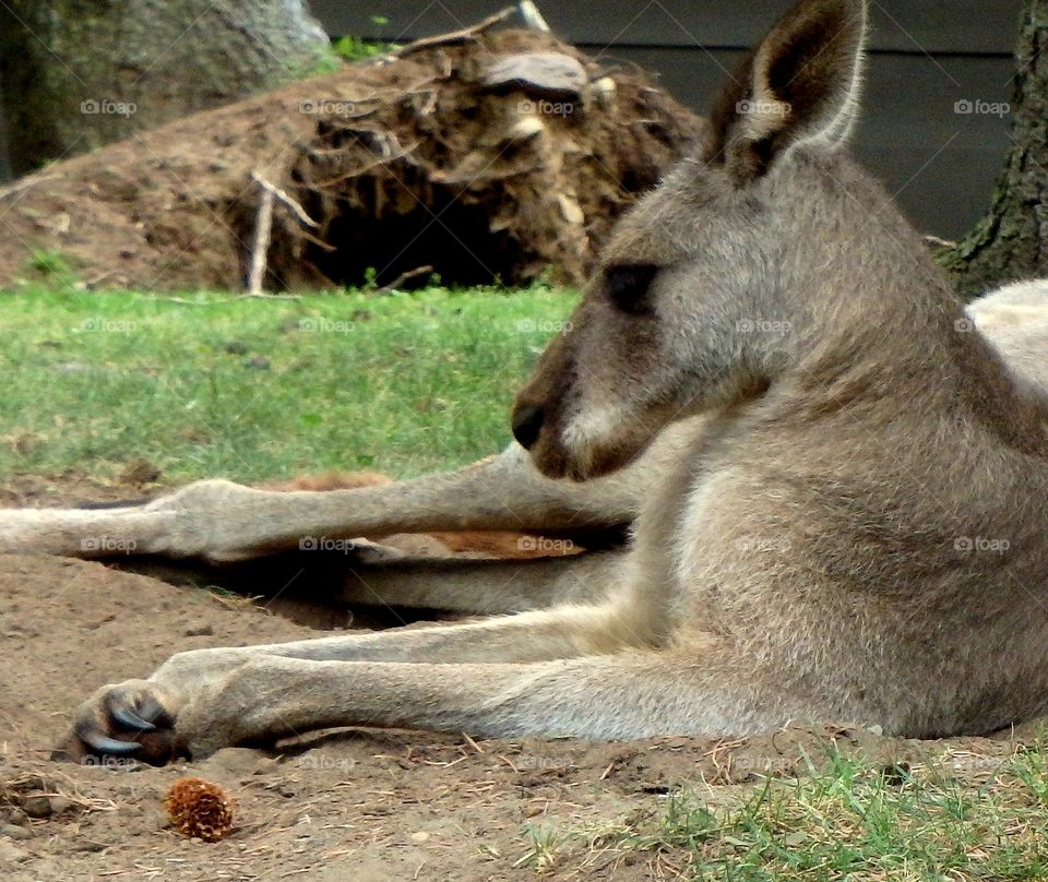 kangaroo