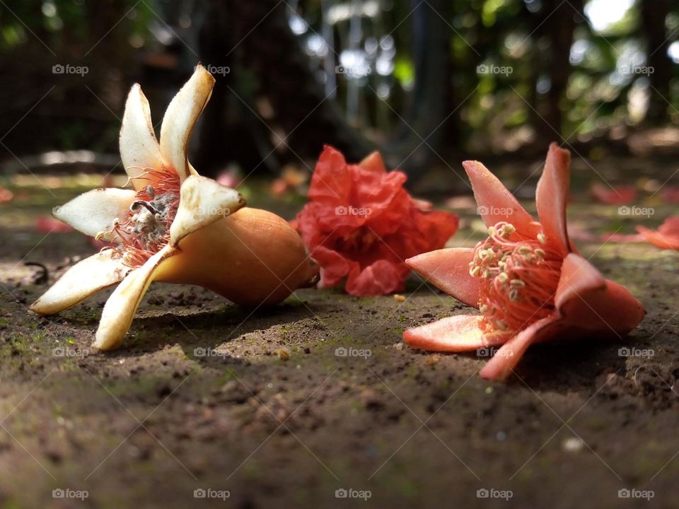 Pomegranate flowers fallen down.
February 15, 2021
11:13am