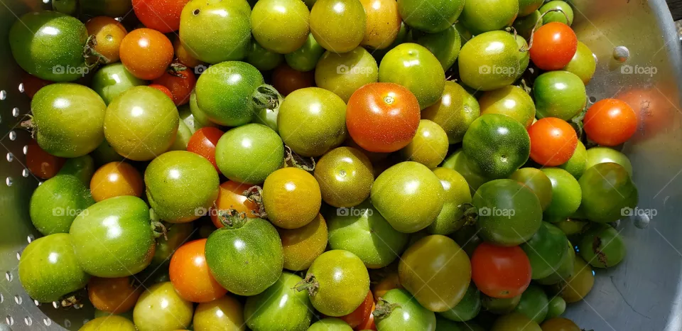 Cherry Tomatoes Ripening in a Colander