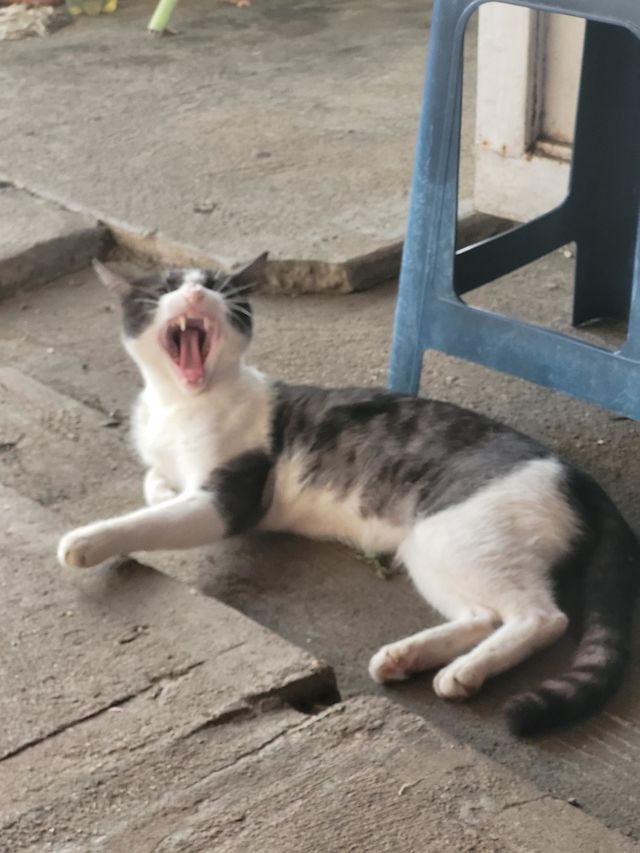 Gato bostezando