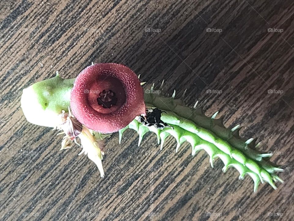 stapelia dragon