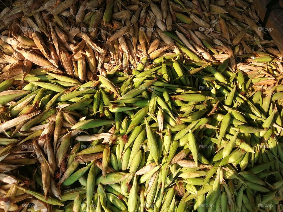 Beautiful Unopened corn cub.