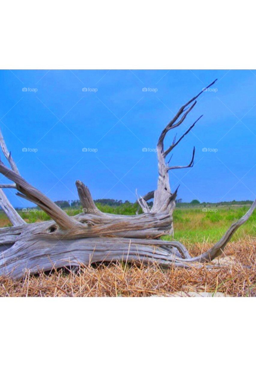 Drift wood