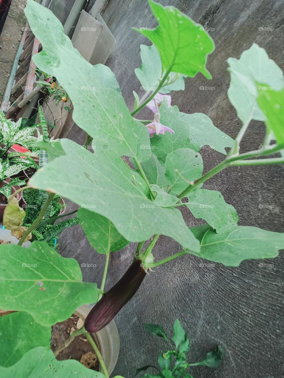 Earth Day is an annual event to demonstrate support for environmental protection and sustainable practices by this we learn to invest in our planet. Sustainable gardening.