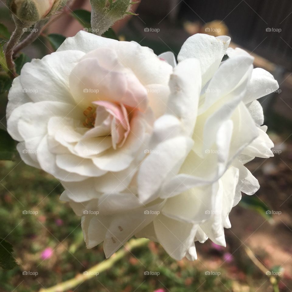 🌼#Flores do nosso #jardim, para alegrar e embelezar nosso dia!
#Jardinagem é nosso #hobby.
🌹
#flor #flowers #flower #pétalas #garden #natureza #nature #flora