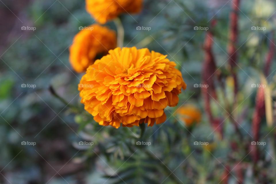 marigold 🌺🌹🌹