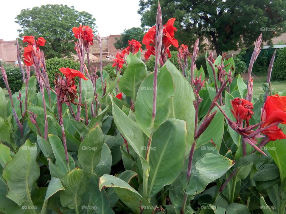 beautiful flowers in an ancient fort of Bathinda city- a monument protected by Govt Of India- inner part