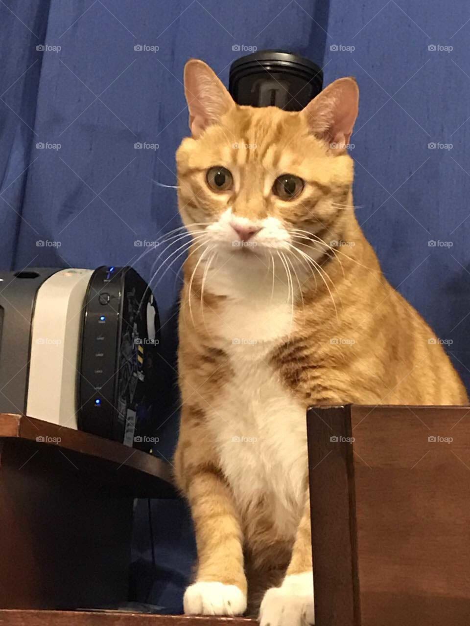 кот сидит на фоне синих штор