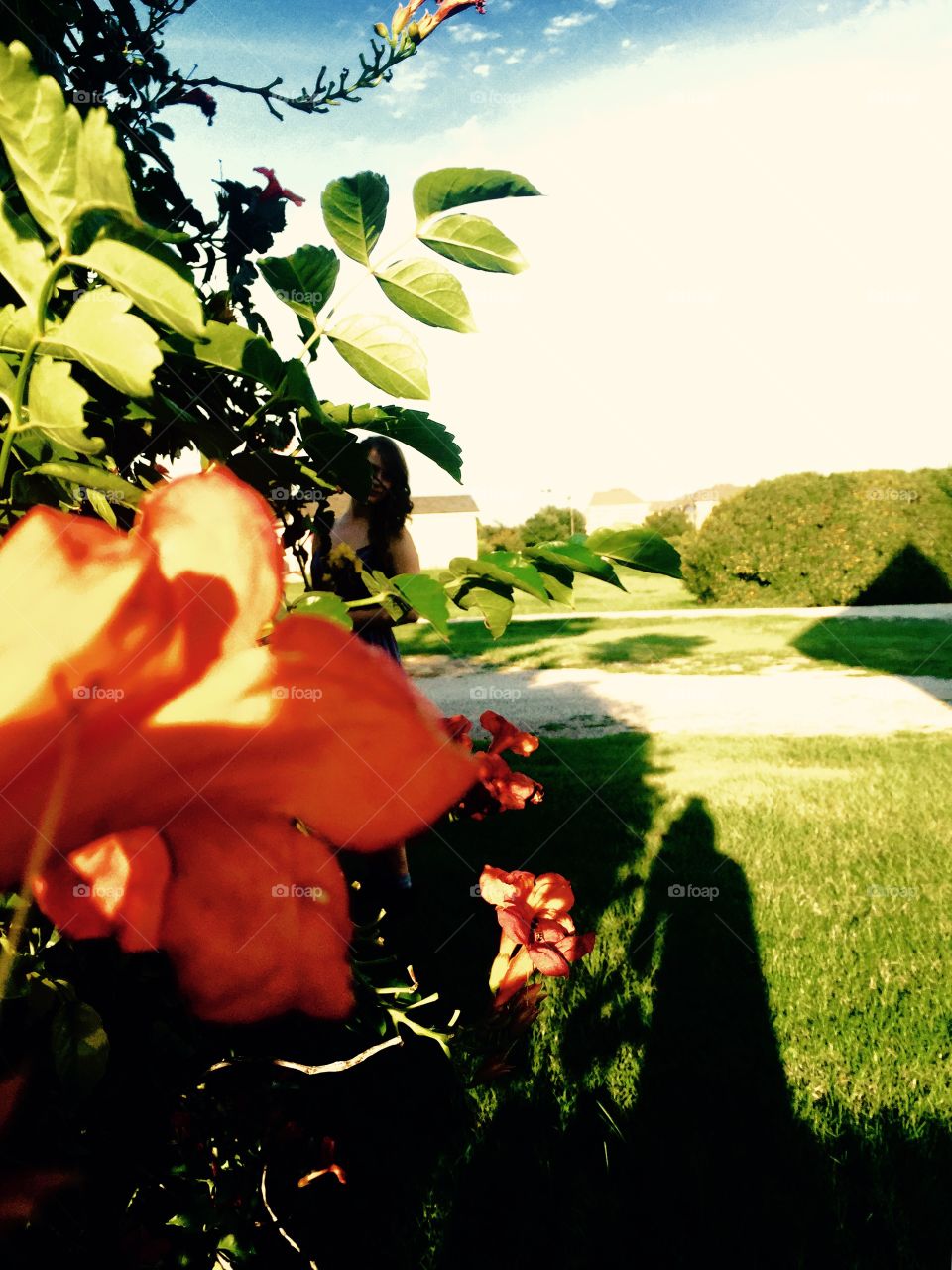 Orange flowers