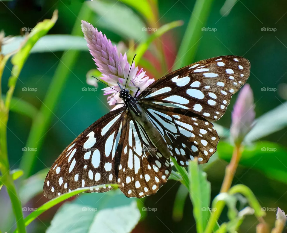 blue butterfly