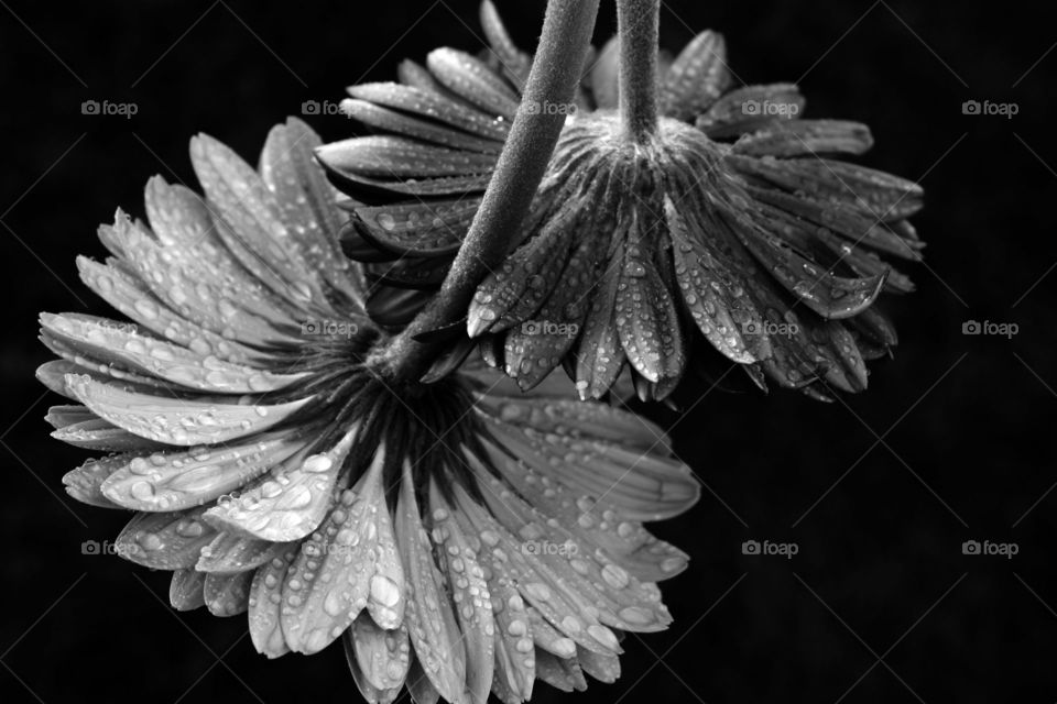 Upside down wet flowers