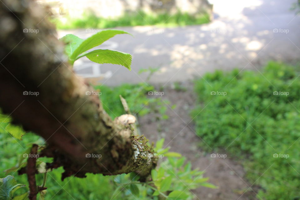 It’s high . From the top of a tree , the view that you have never seen . It stands there waiting to be explored. 