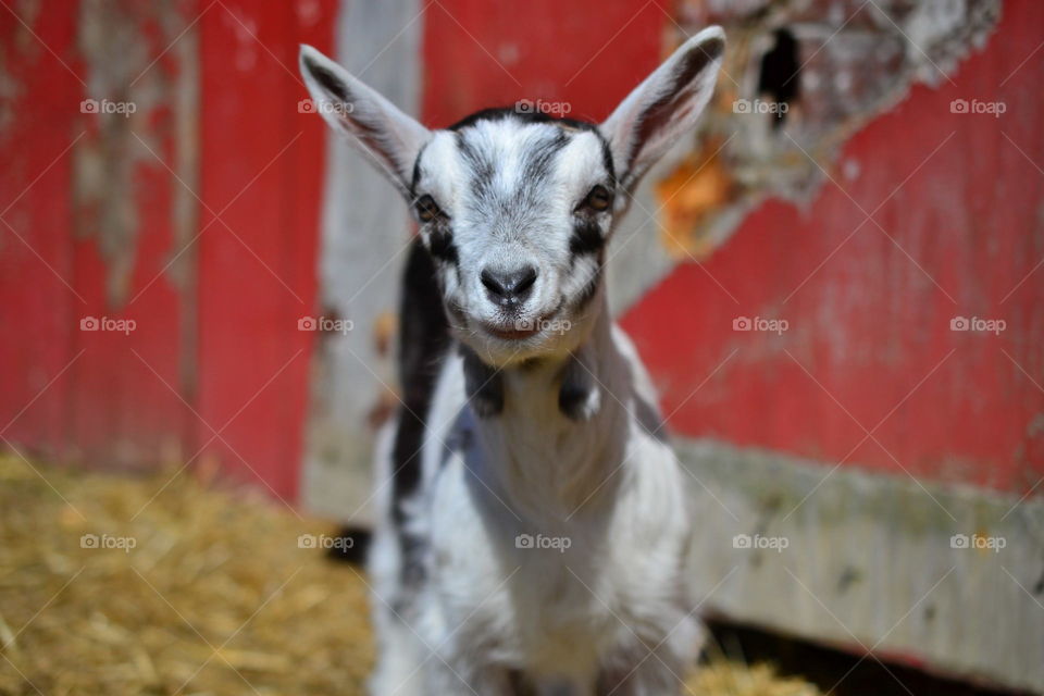 Baby goat in front of red barn door. 
