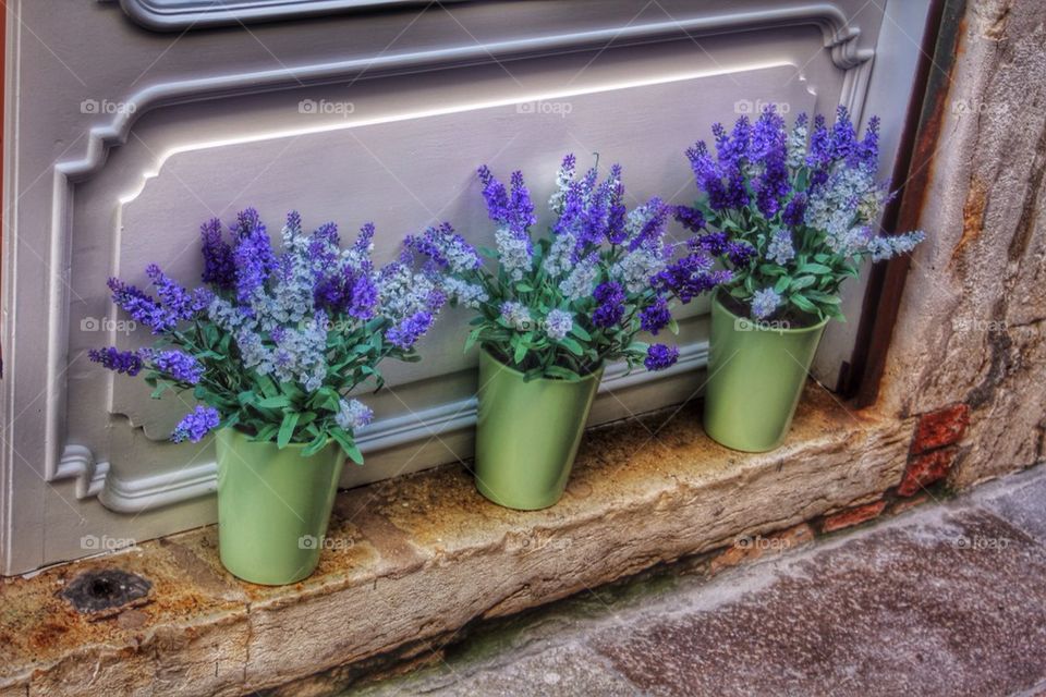 green flowers venice town by cindysaz1