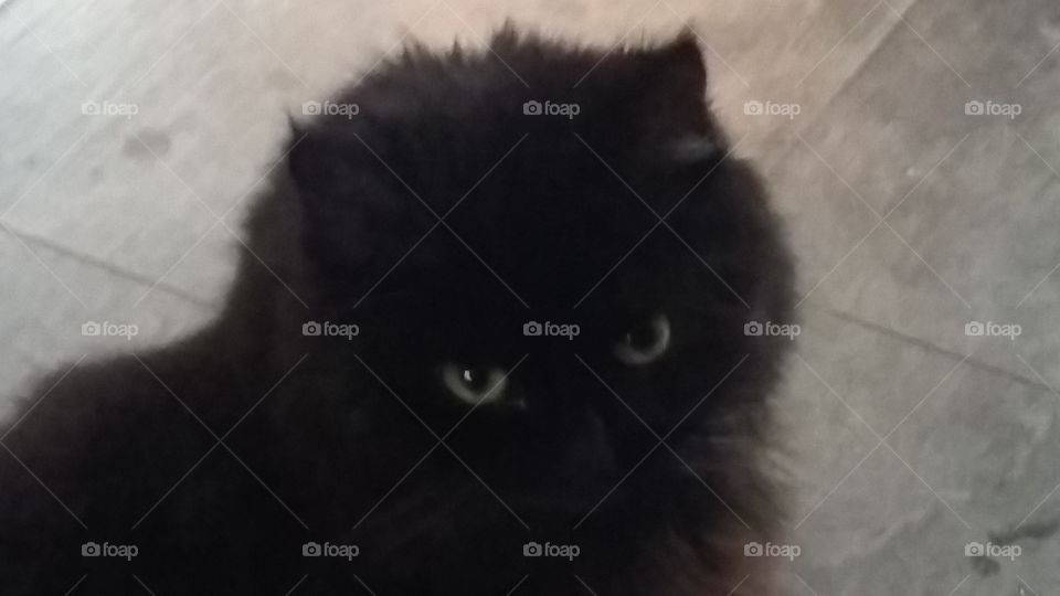 Xena, cat from the netherlands