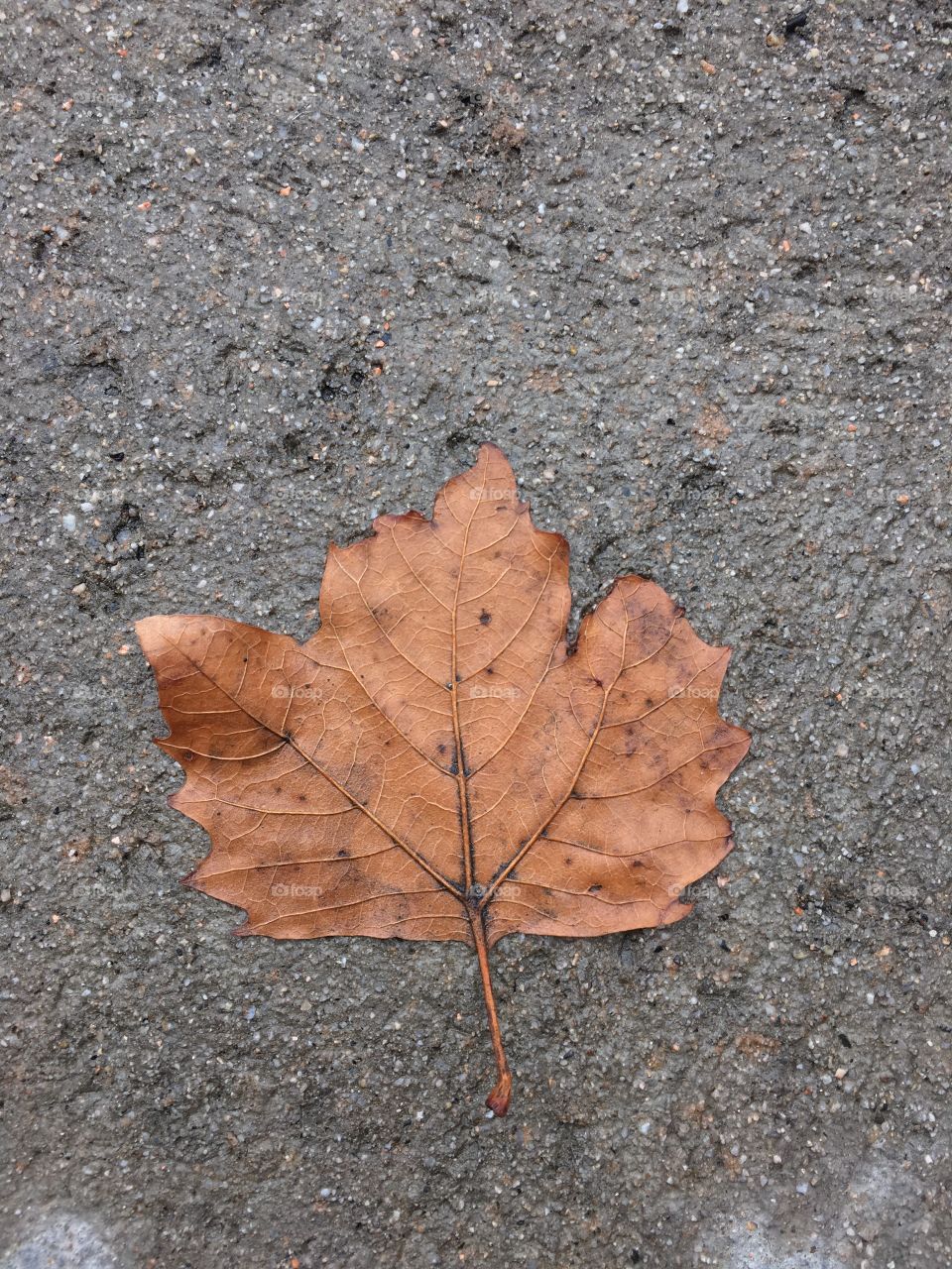 Leaf on wet ground 