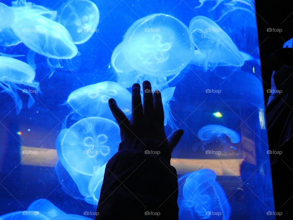 Beautiful jelly fish...oh if I could just touch one. NC Aquarium at Fort Fisher.