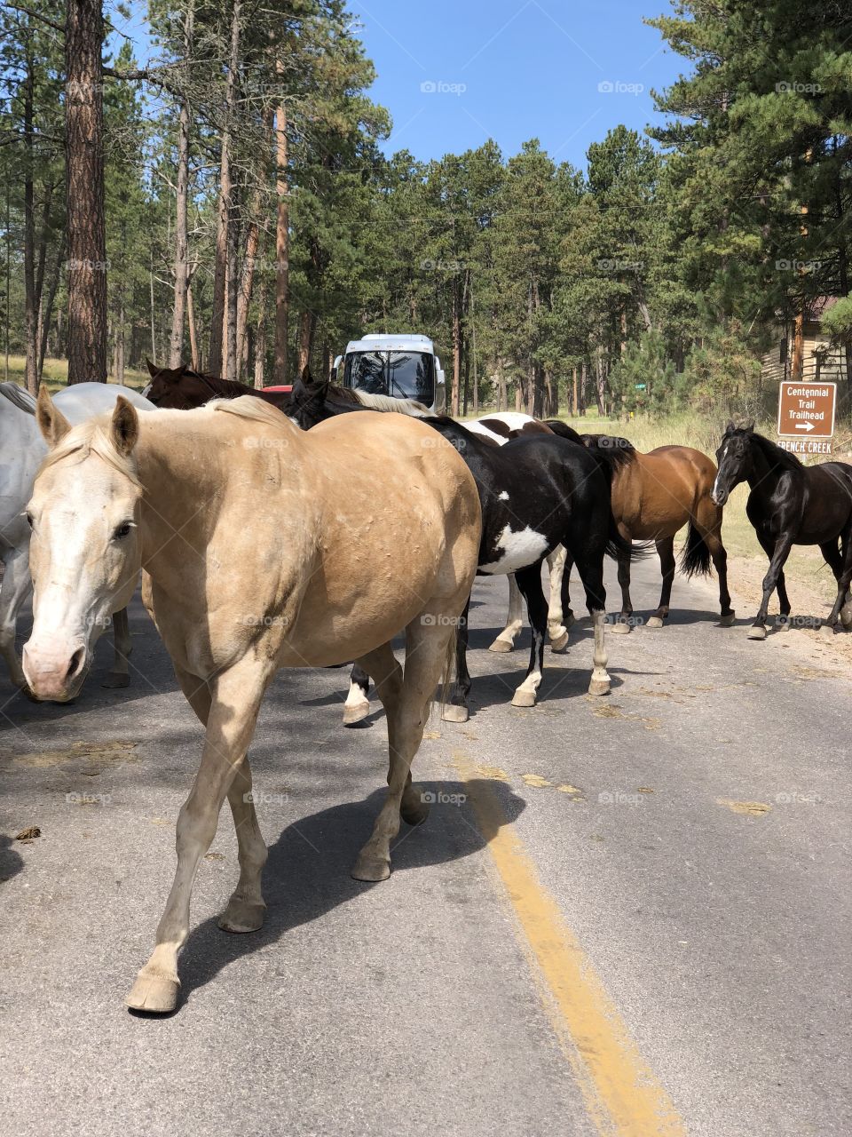 Horses in the Road
