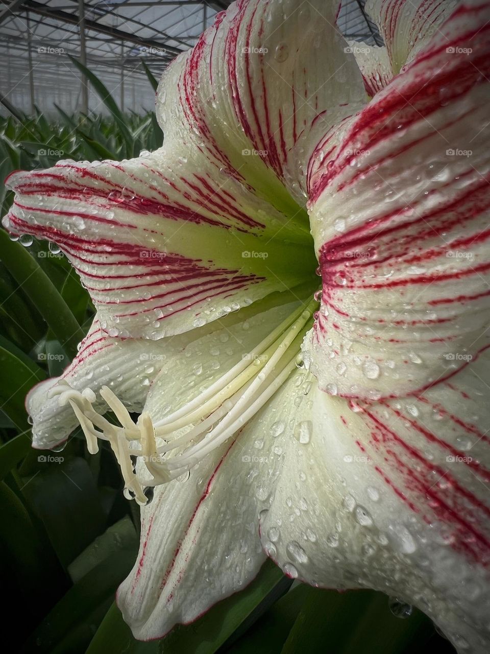 Amaryllis