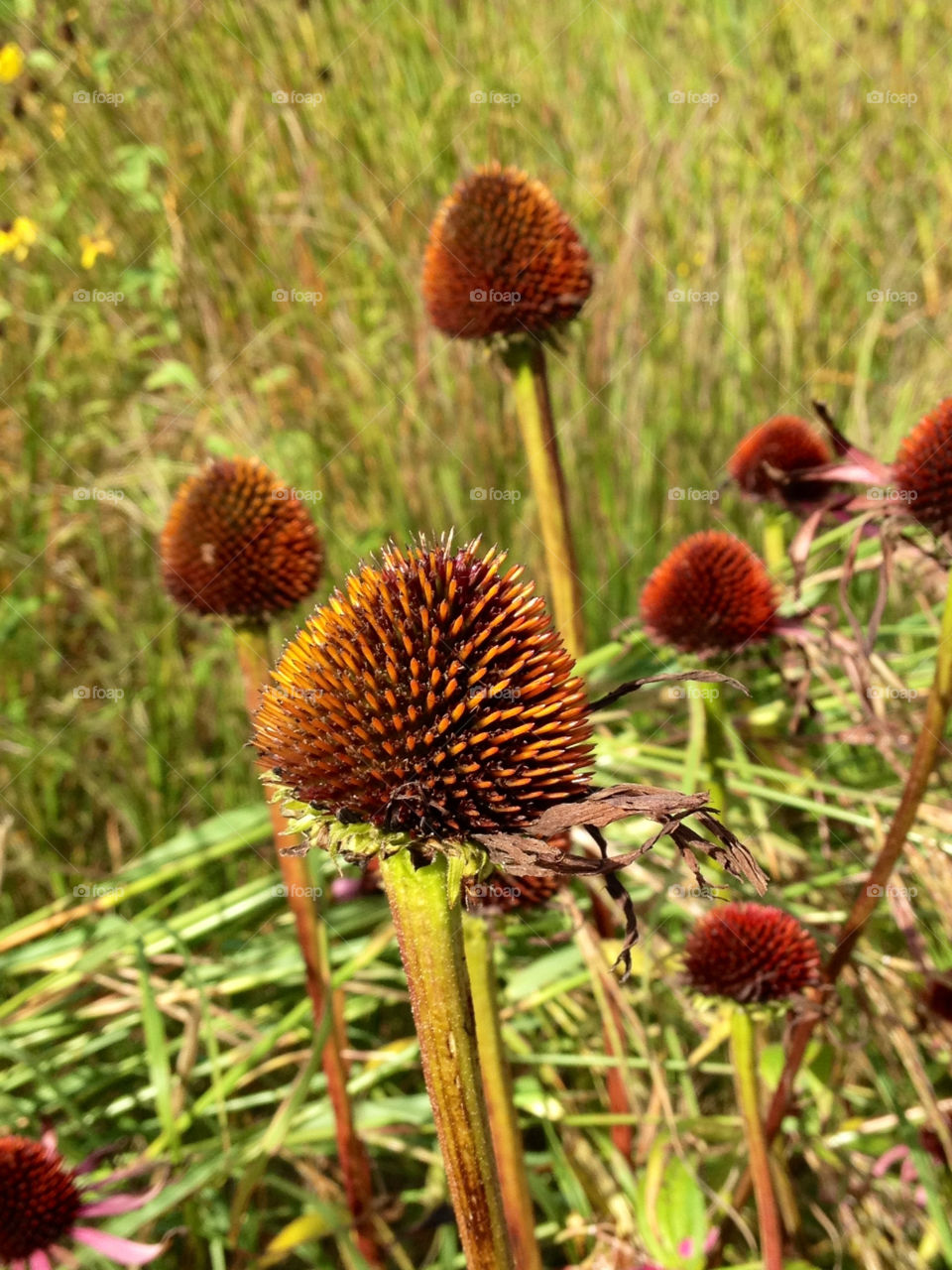 flowers flower grass autumn by cabday