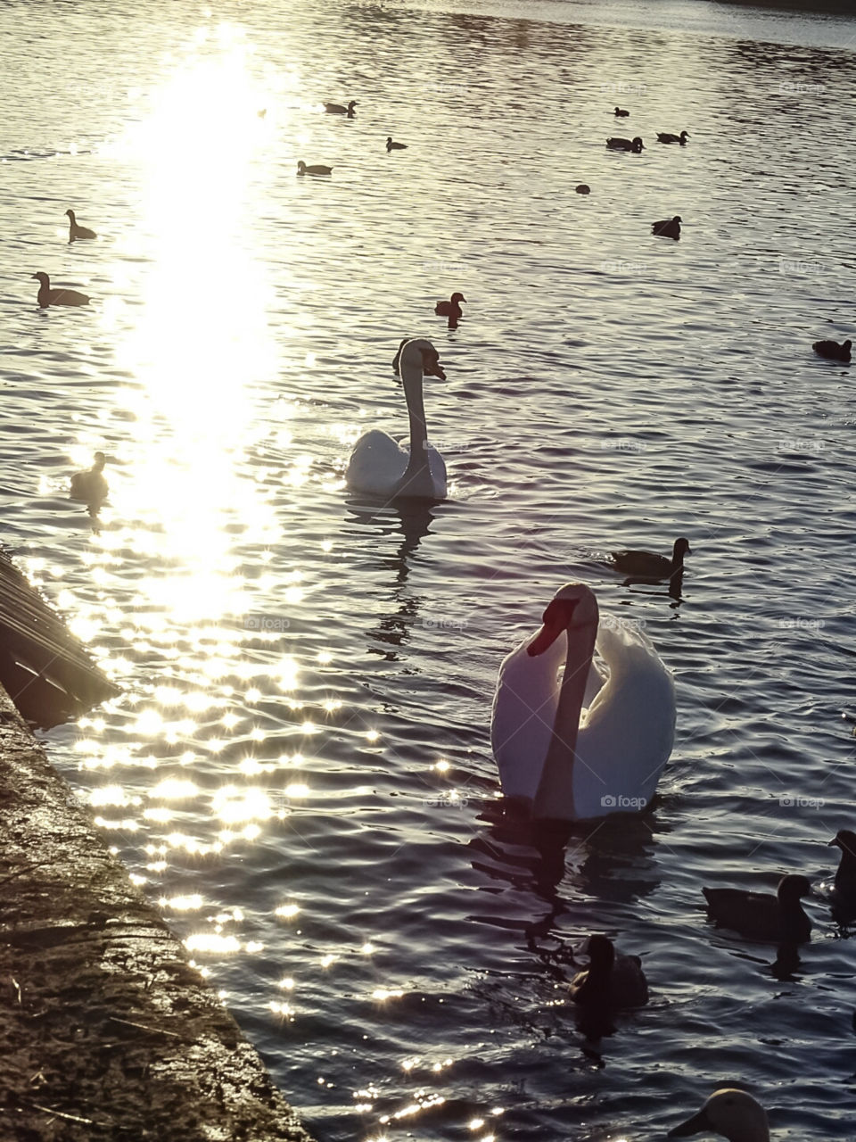 swans and ducks at lake