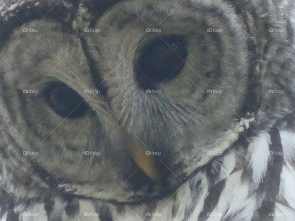 Owl’s face