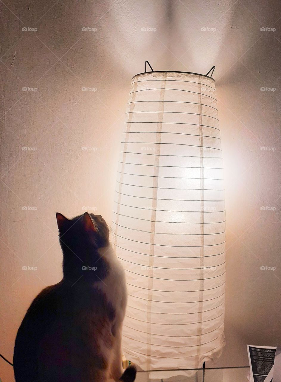light cat