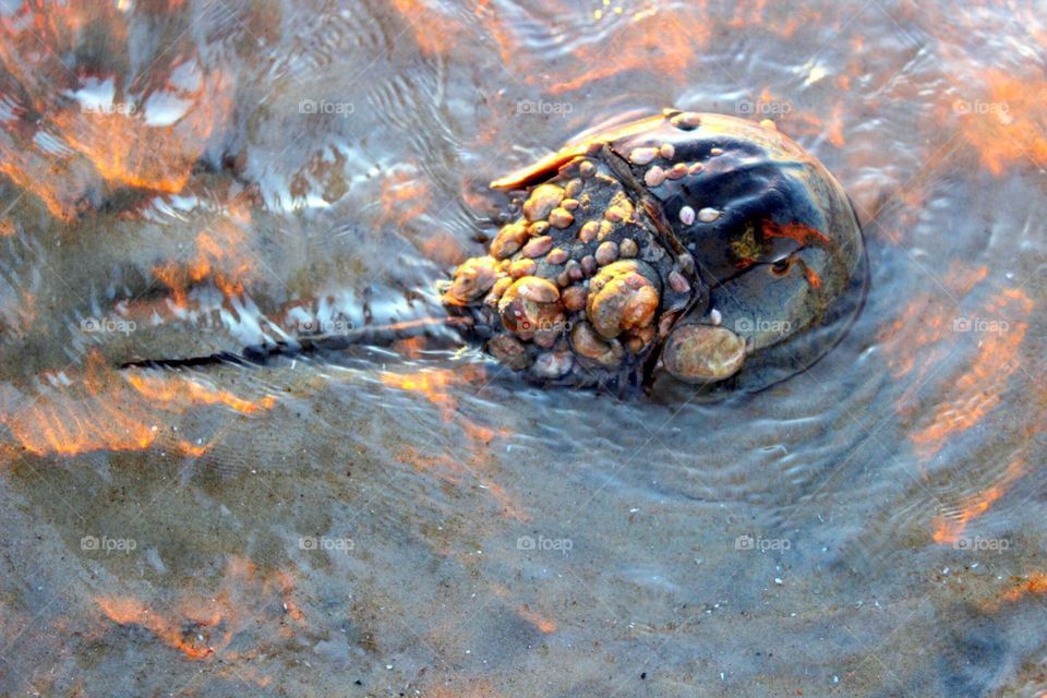 Horseshoe crab in the tide. 