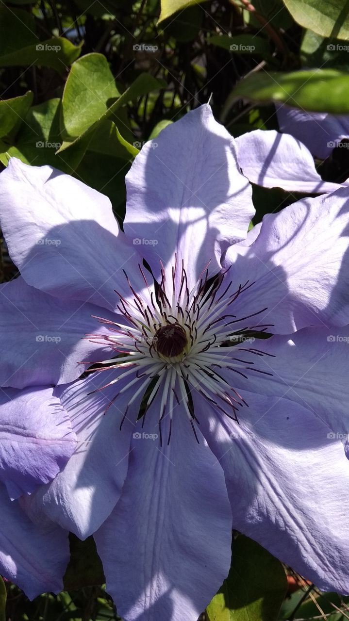 цветы, весна