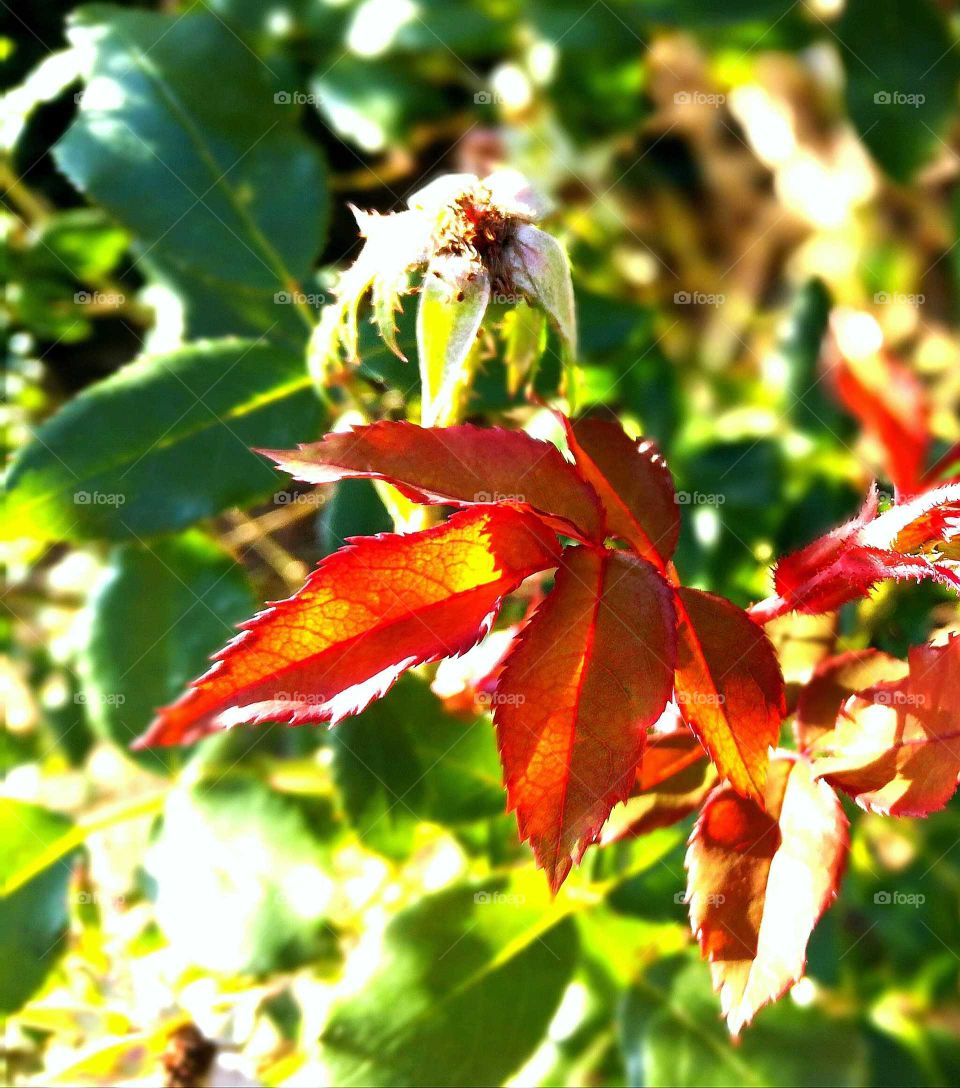 leaf in fall
