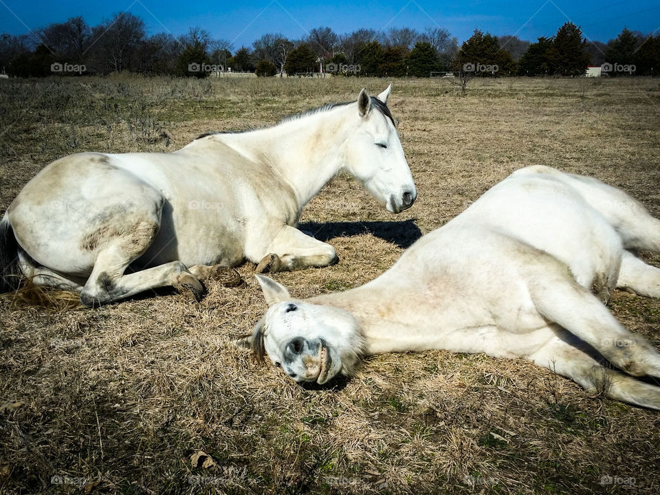 Lazy Horses