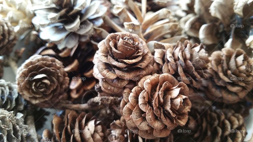 bleached ,pinecones, pinecone, autumn, autumnal, seasonal, English, October, November, September, bleach, bleaching, crafted, crafting, craft, crafts, natural, decorating, decorative, Dec's