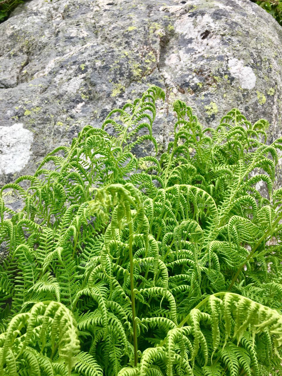 fern