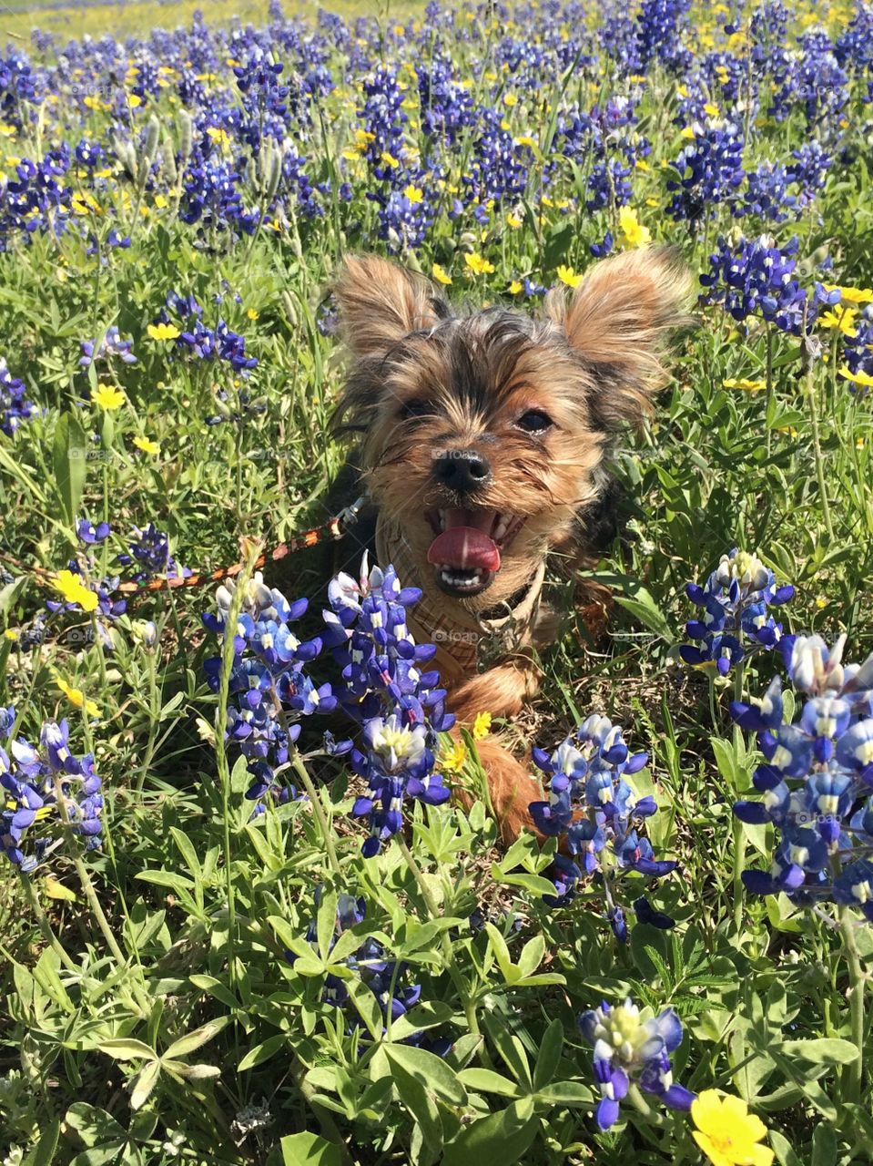 In the bluebonnets 