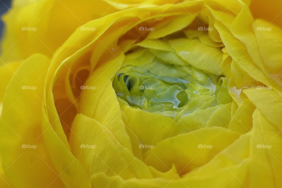 Close-up of a yellow flower (1)