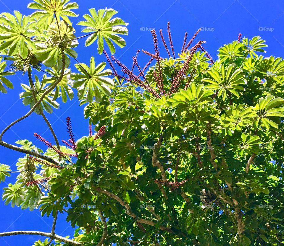 Looking up at a Schefflera actinophylla – Octopus Tree