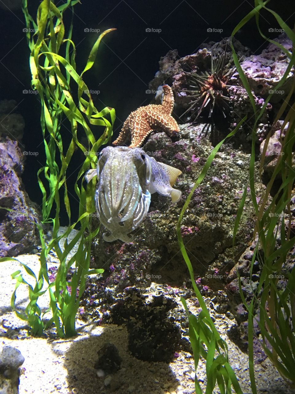 Cuttlefish at New England Aquarium