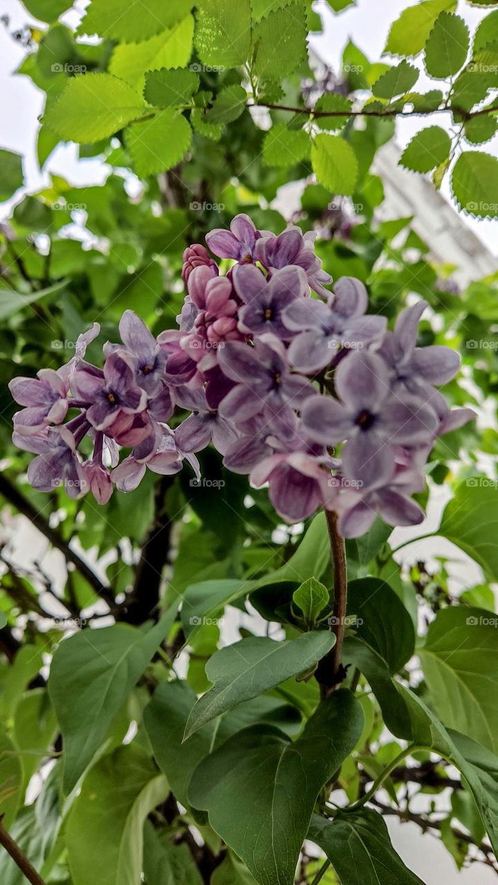 lilac flowers