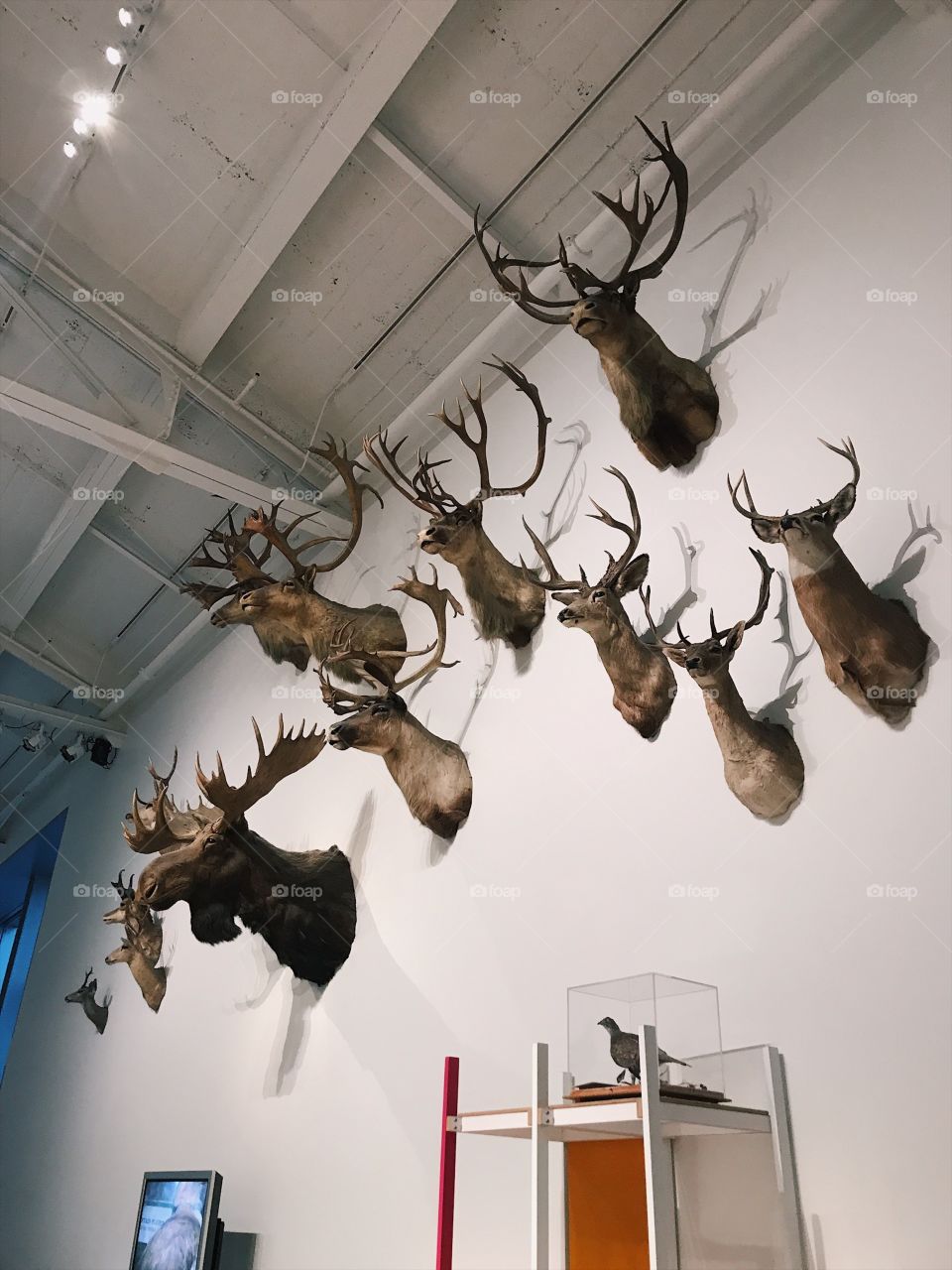 taxidermy heads at los angeles museum of natural history