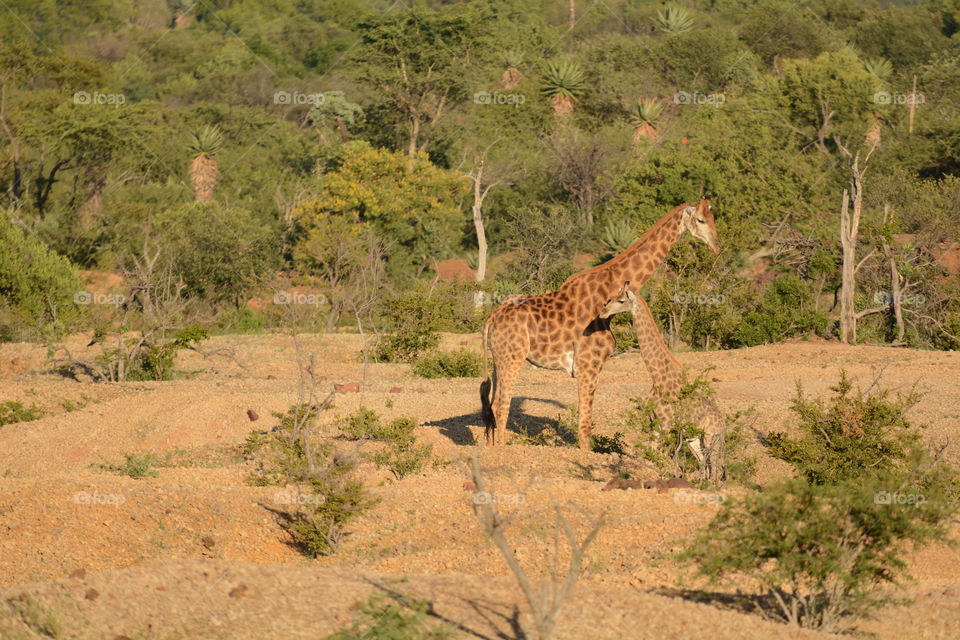 Africa giraffes