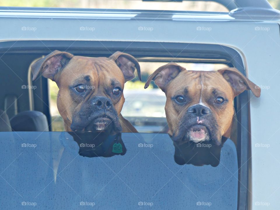 Twenty-twenty - A year like no other - 2 cute twin Boxer dogs looking out the car window