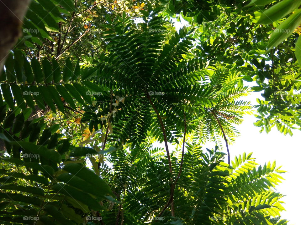 Nature, Leaf, Flora, Tree, Summer