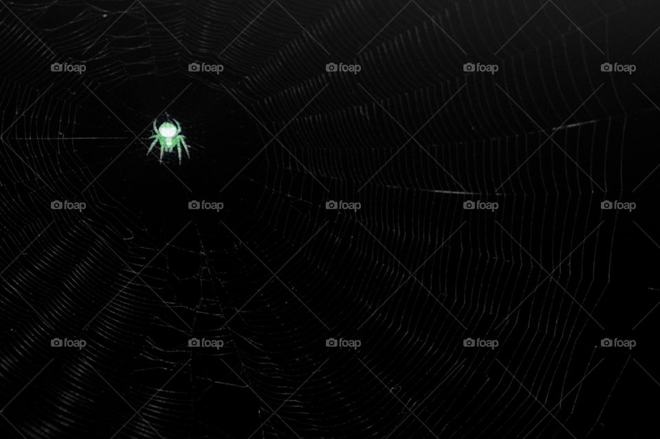 Spider Web
