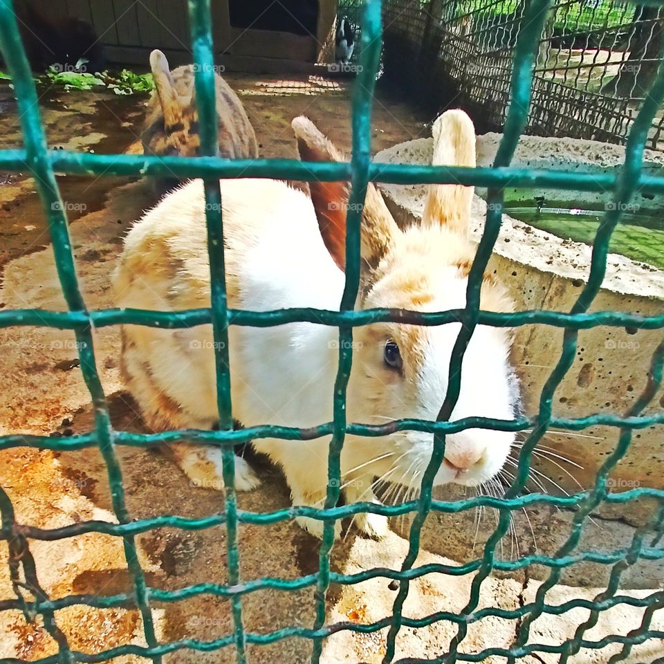 White Rabbit in the zoo - rabbit year