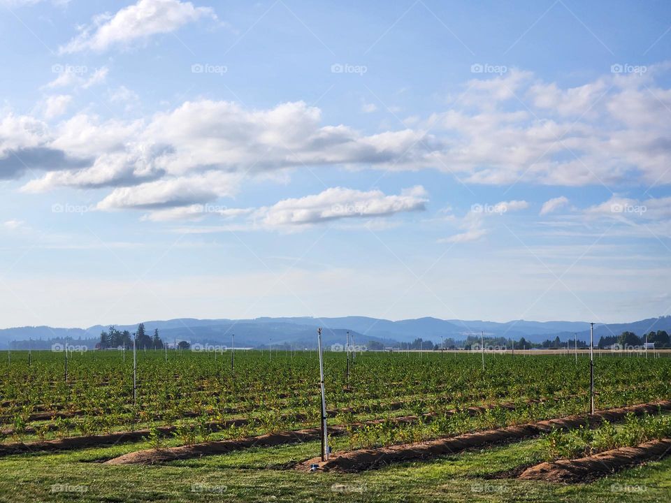 fluffy clouds drifting across light blue sky above rows of green crops in Oregon countryside farmland