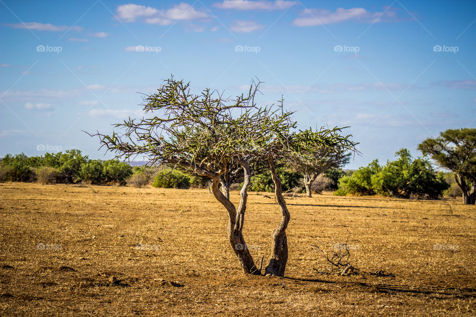 a Tree in the middle of some flat, dry area in botswana