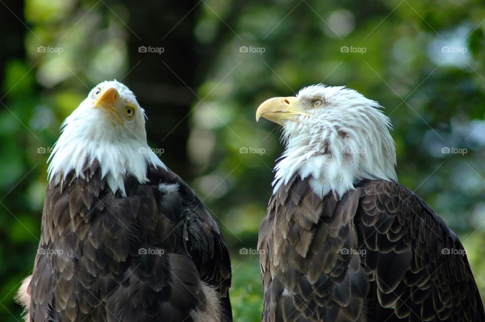 Bald eagles. Bald eagles look like they're talking