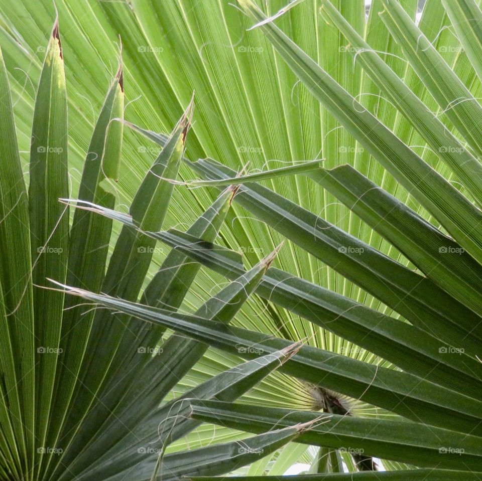 Palmleaf