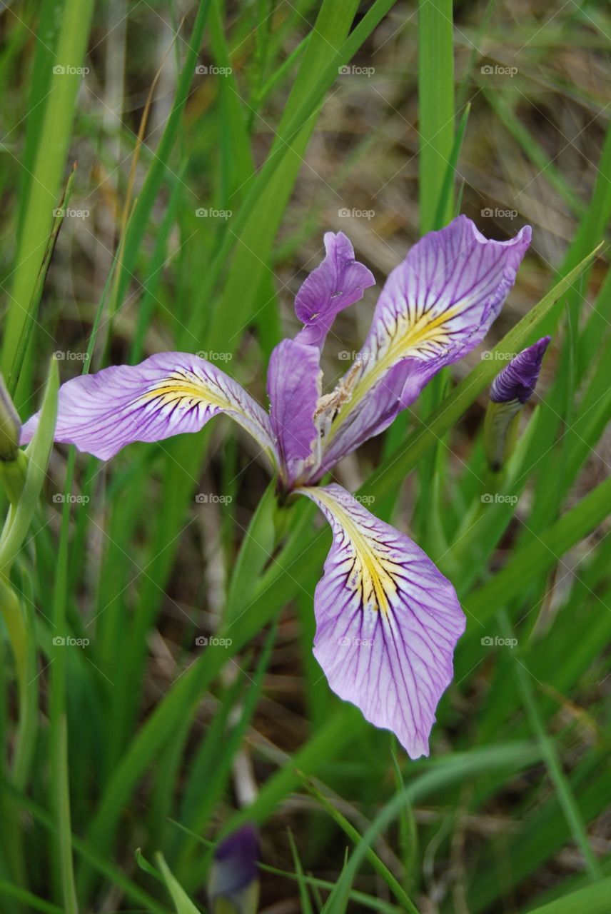 Blue Iris bloom